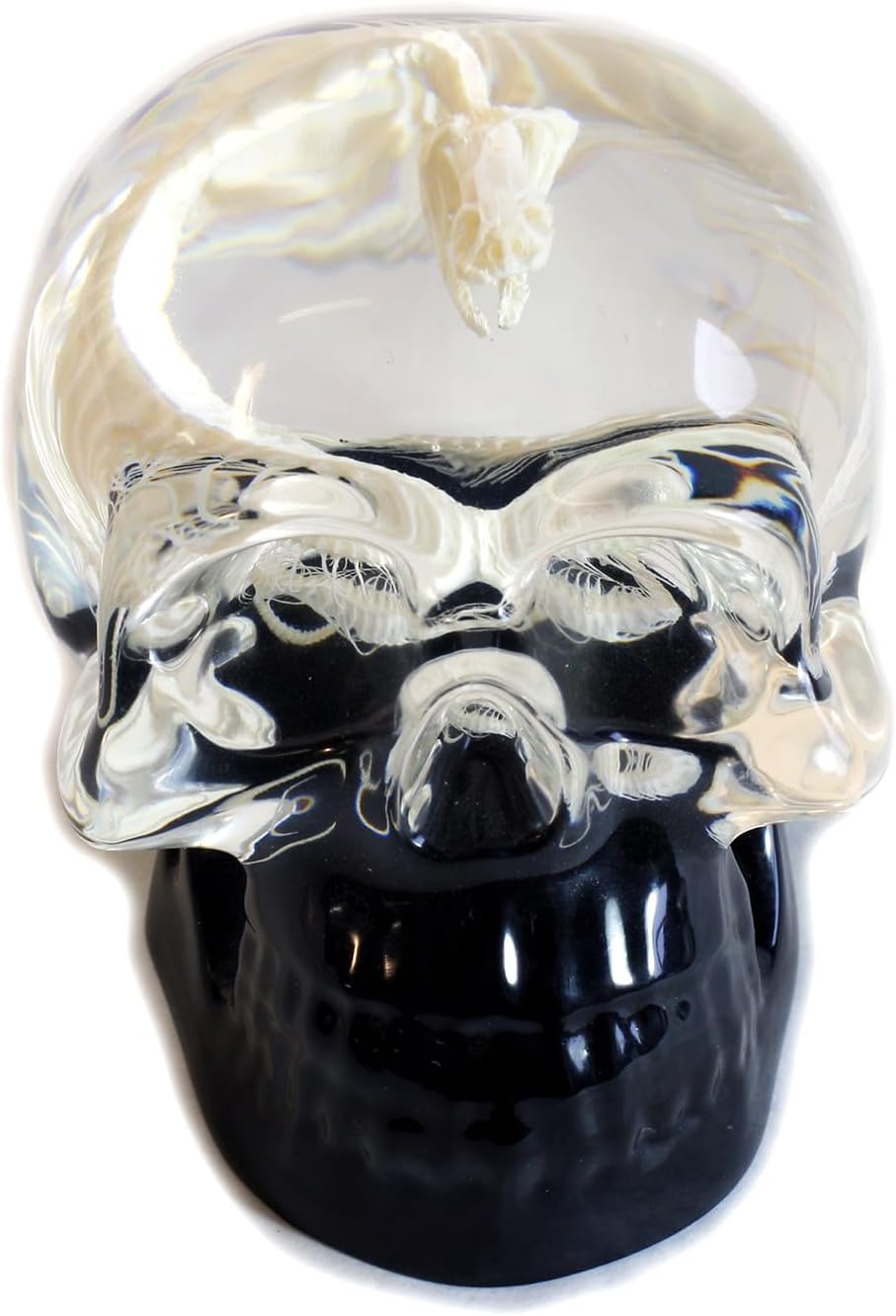 REALBUG 4" Real Snake Skeleton Desk Decoration in an Acrylic Skull with Black Background