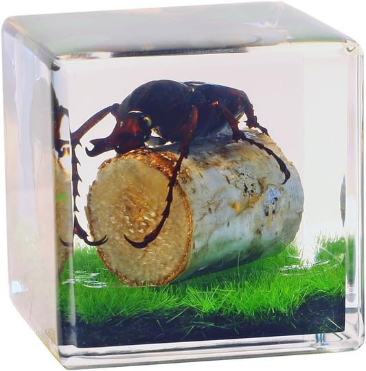 REALBUG Real Antler Horned Beetle Cube Desk Decoration