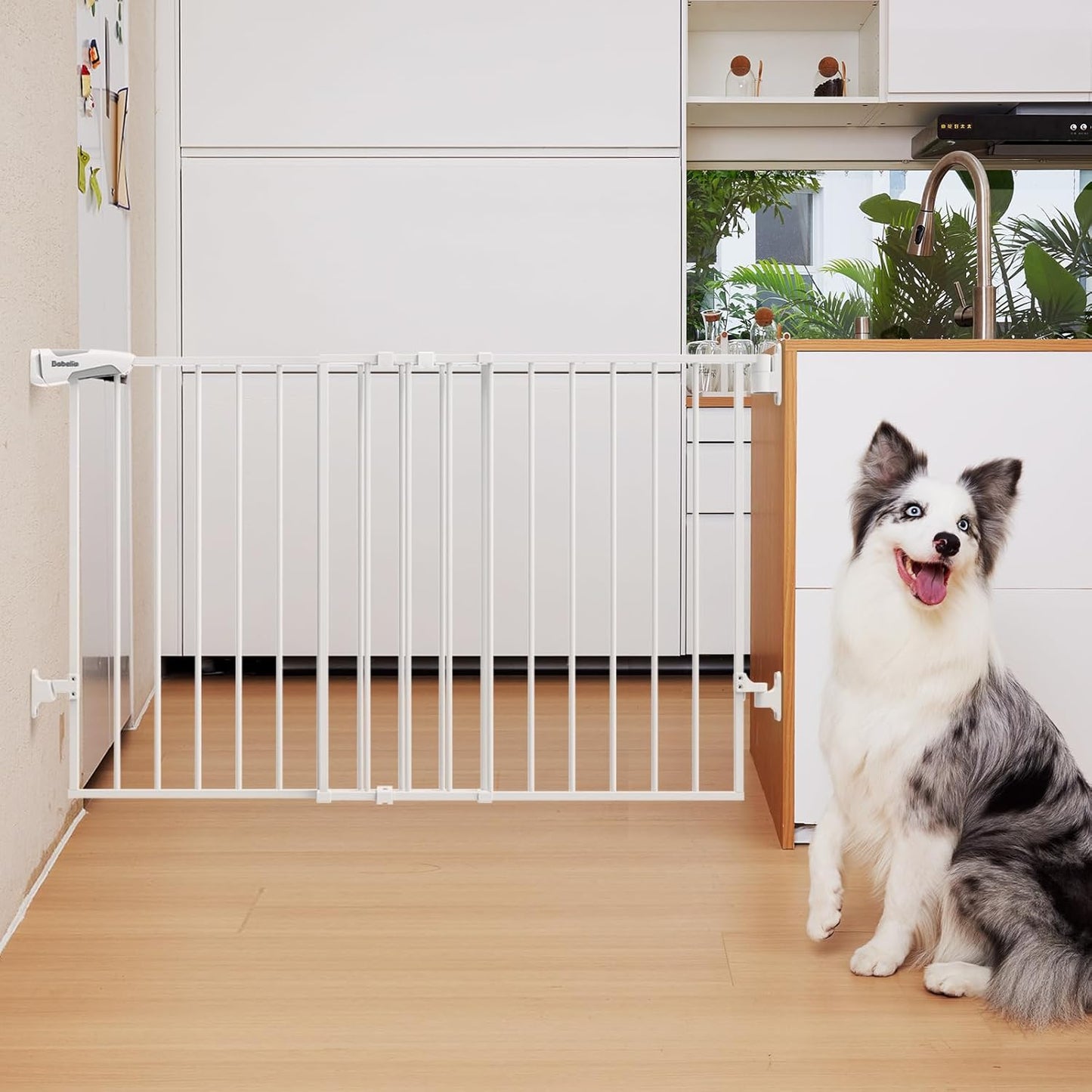 Babelio 31.5-55" No Bottom Bar Baby Gate Extra Wide, 2-in-1 Auto Close Dog Gate for The House, Stairs and Doorways, with Large Walk Thru Door, White