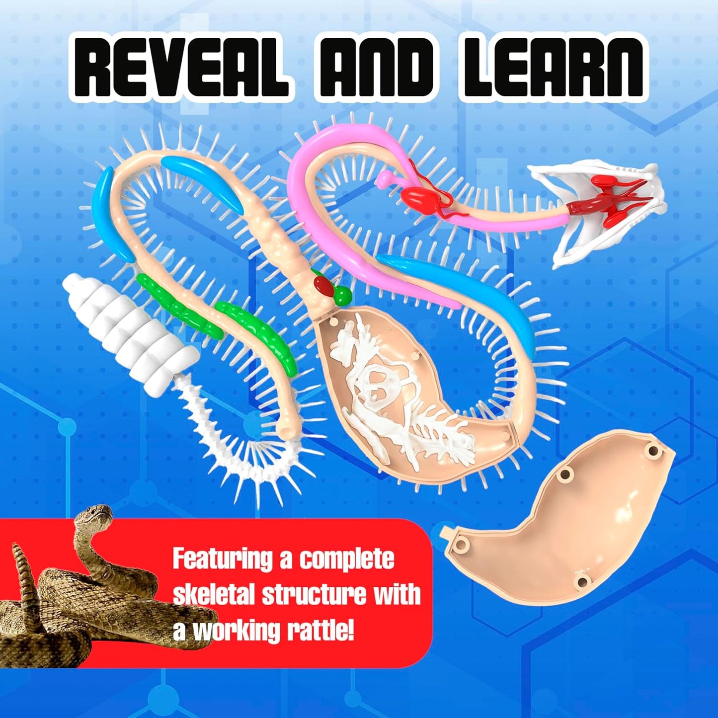 Rattlesnake Super Lab Dissect It Kit for Kids, Synthetic Dissection Kids Science Kit to Learn Biology, STEM Toys for 6 Year Old and Up