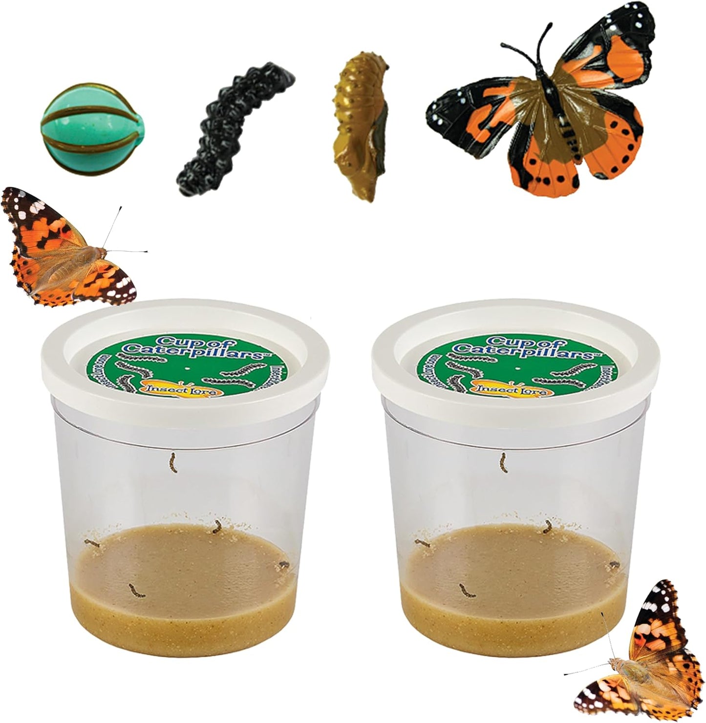Insect Lore Two Cups of Live Caterpillars - 10 Live Painted Lady Caterpillars with Food - Includes Bonus Butterfly Life Cycle Figurines - Refill for Butterfly Garden Habitat